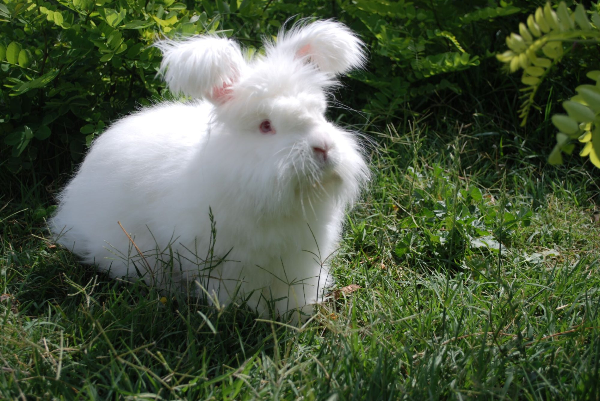 German angora rabbit